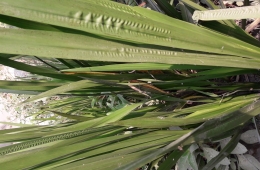 Acorus calamus